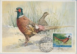 52667 - SAN MARINO - MAXIMUM CARD - ANIMALS Birds Pheasant 1960-