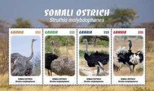 Gambia 2020 - Somali Ostrich Bird - Sheet of 4 Stamps - Scott #3885 - MNH