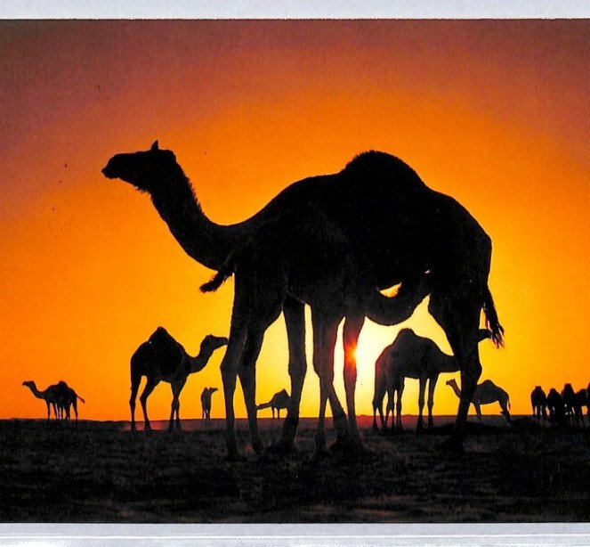 Gulf States BAHRAIN FDC Card *BY CAMEL TRAIN* ADLIYA-MANAMA TPO 1988 XMAS YC370