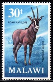 Malawi - 1971 Antelopes 30t Roan Antelope MNH** SG 383