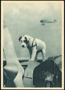 Czechoslovakia Aeroclub Talisman Dog on Airplane Postal Card Europe Aviation