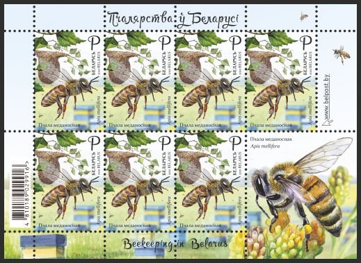 2020 Belarus KL Bees. Insects Fauna.