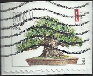 # 4619 USED BLACK PINE