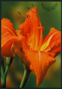 Canada UX283 post Card Orange Daylilies