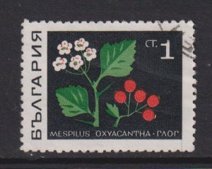 Bulgaria   #1728   used  1969  herbs 1s  medlar