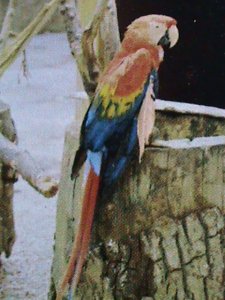 ​OMAN STAMP-LOVELY BEAUTIFUL BIRDS IMPERF :MNH S/S SHEET VERY FINE