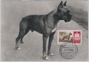 52679 - SAN MARINO - MAXIMUM CARD - ANIMALS dog BOXER 1956-