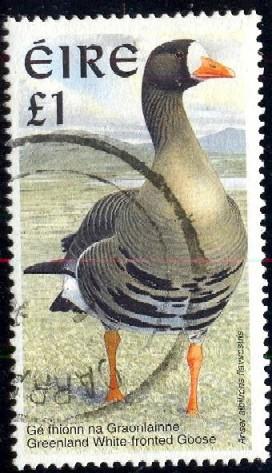 Bird, Greenland White-fronted Goose, Ireland SC#1040 used