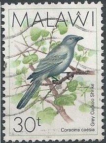 Malawi 526 (used) 30t gray cuckoo shrike