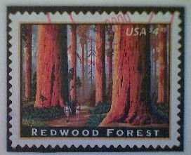 United States, Scott #4378, used(o), 2009, Redwood Forest, $4.95