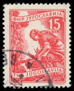 YUGOSLAVIA Sc 384 VF/USED - 1953 15d - Gathering Sunflowers