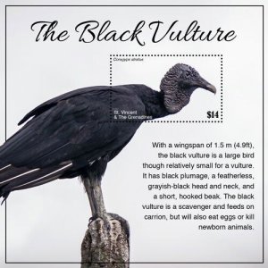 Saint Vincent 2019 - Black Vulture Bird - Souvenir stamp sheet - MNH