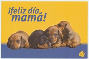 Postal stationery Cuba 2007 Dog - Puppy