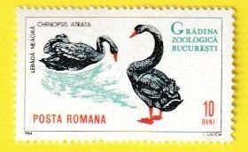 ROMANIA SCOTT#1678 1964 10b BLACK SWAN - MH