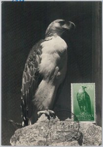 52625 - Spanish SAHARA - MAXIMUM CARD - ANIMALS Birds EAGLE - 1958-