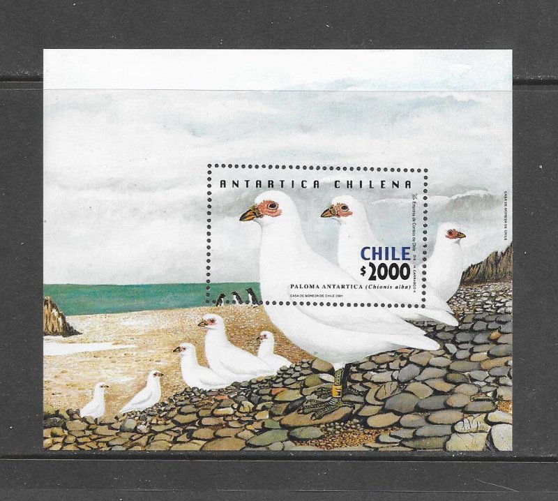 BIRDS - CHILE #1374    SNOWY SHEATHBILL MNH