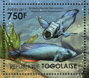 Ecosystem of Victoria Lake Stamp Freshwater Angelfish Fish S/S MNH #4177-4180