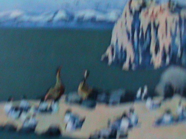 ​CHINA- NATIONAL PERSONAL STAMP COLLECTION SHOW-XILING MNH S/S VF-LOVELY BIRDS