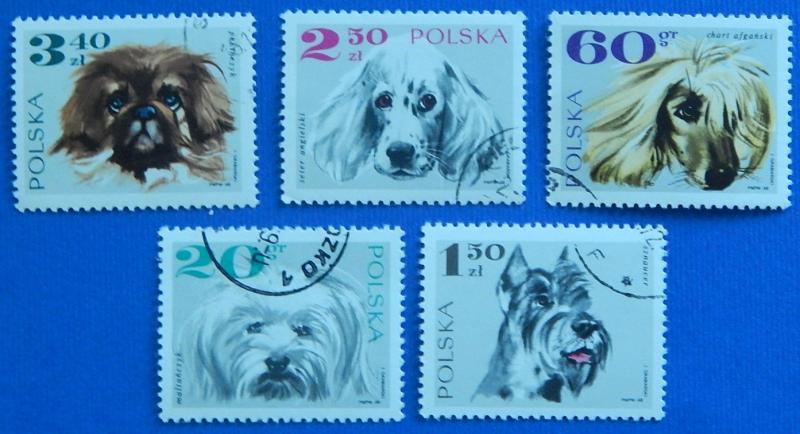 Dogs, Europe, Poland, №57-T