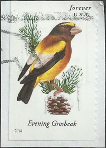 # 4887 USED EVENING GROSBEAK