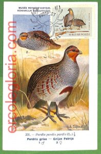 32929 - HUNGARY - MAXIMUM CARD - FAUNA, BIRDS-