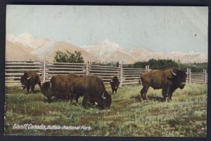 CANADA POSTAL HISTORY - BANFF ALBERTA - Buffalo - National Park  POSTCARD