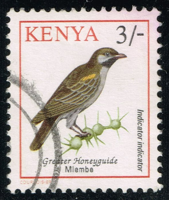 Kenya #600 Greater Honeyguide Bird; Used
