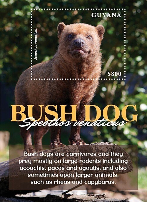 Guyana 2022 - Bush Dogs - Souvenir Stamp Sheet - Scott #4709 - MNH