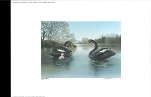 NEW ZEALAND 2015 DUCK STAMP PRINT  Black Swan by Karen Baddock Reg $195