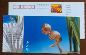 Hezhiguan Cymbidium latifolia orchid,CN 01 baoshan famous orchid varieties PSC