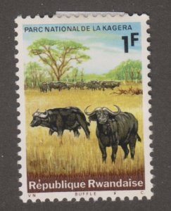 Rwanda 103 Cape buffalos 1965