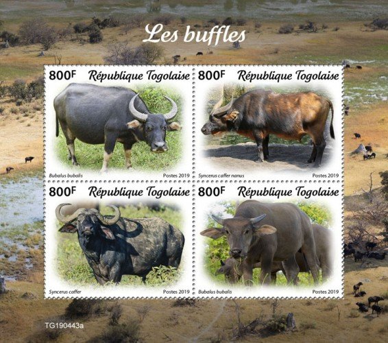 TOGO - 2019 - Buffaloes - Perf 4v Sheet  - M N H