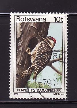 Botswana 204 U Bennett's Woodpecker, Bird (D)