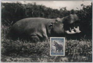 52645 - SOUTH AFRICA - MAXIMUM CARD - ANIMALS Hippopotamus 1956-