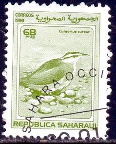 Bird, Cream-coloured Courser, Cursorius Cussor, Sahara used