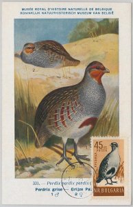 52142 - BULGARIA - MAXIMUM CARD - 1960 ANIMALS - BIRDS: Partridge-