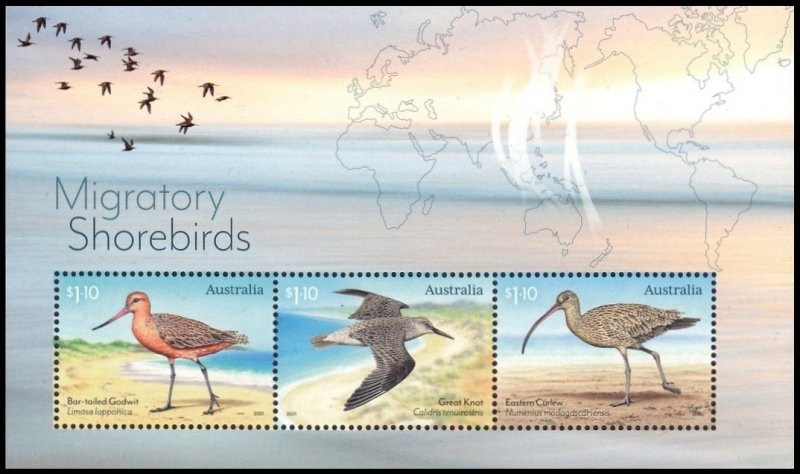 AUSTRALIA 2021 BIRDS MIGRATORY SHOREBIRDS OISEAUX VOGEL UCCELLO AVES [#2103]