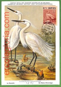 32877 - ALBANIA - MAXIMUM CARD - 1964 - FAUNA, BIRDS-