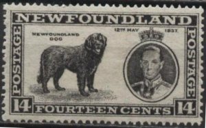 Canada: Newfoundland 238 (mh) 14¢ George VI, dog, black (1937)