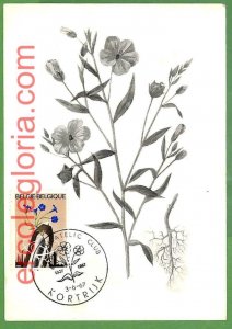 32451 - Belgium - MAXIMUM CARD - 1967 - Flowers-