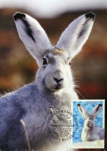 Romania 2020 Polar Fauna maxi card,  210 sets only!!!  the artic hare  rabbit