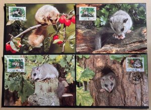 Latvia Lettland 1994 WWF Loir gris ( Glis Glis ) set of 4 maxicards