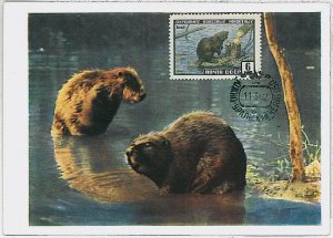 32185 - Russia USSR - POSTAL HISTORY - MAXIMUM CARD - 1962: Beavers, Beavers-