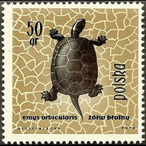 POLAND 1963 - Scott# 1136 Pond Turtle 50g LH