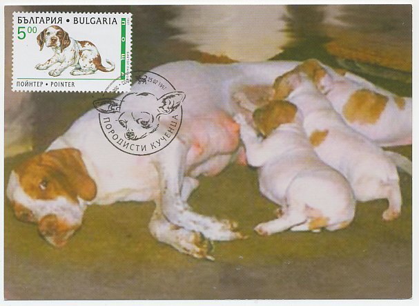 Maximum card Bulgaria 1997 Dog