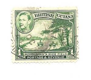 British Guiana #230