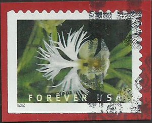 # 5450 Used Wild Orchid