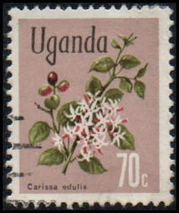 Uganda 123 - Used - 70c Carissa edulis Flower (1969)