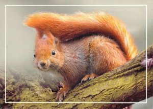 Moldova 2016 PSC with FD Cancel Red squirrel 