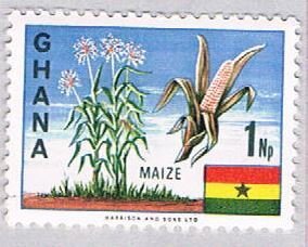 Ghana Maize 1 (AP115334)